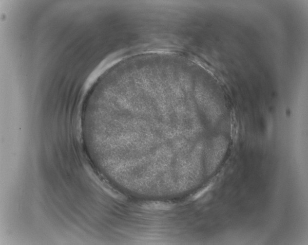 X0000086030198200704201954