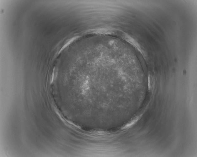 X0000086030205200704201954