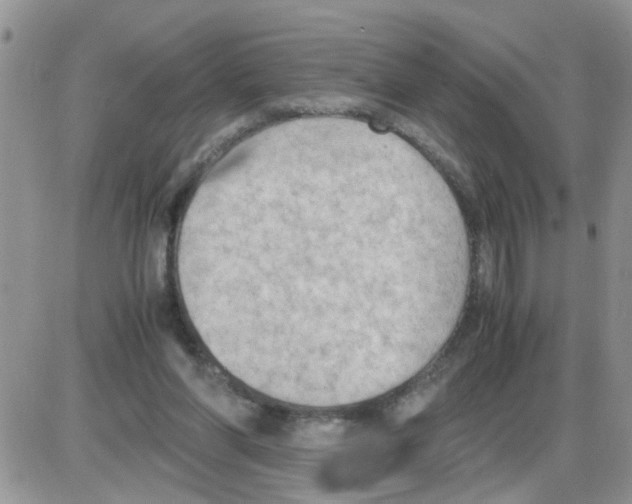 X0000086030206200704201954