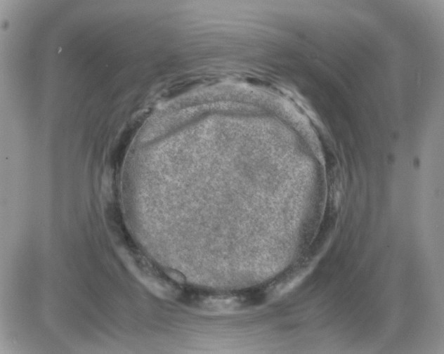 X0000086030213200704201954