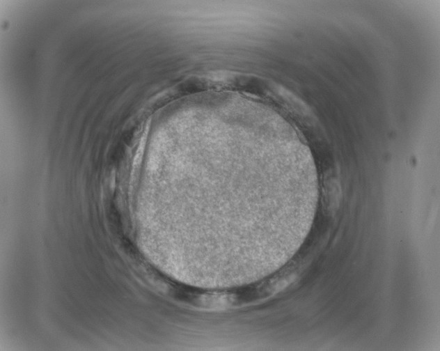 X0000086030225200704201954