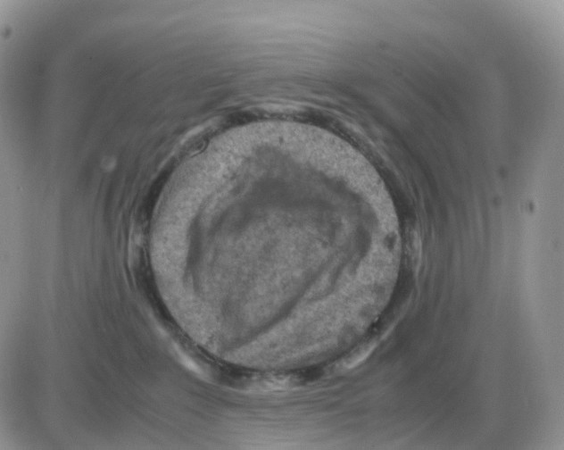 X0000086030235200704201954