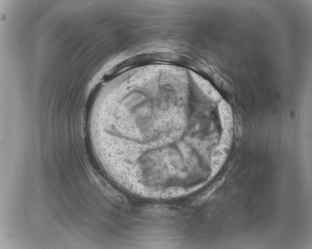 X0000086030244200704201953