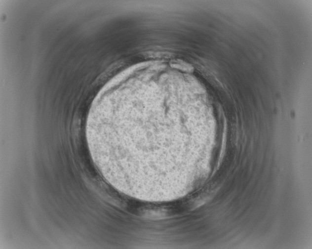 X0000086030263200704201953