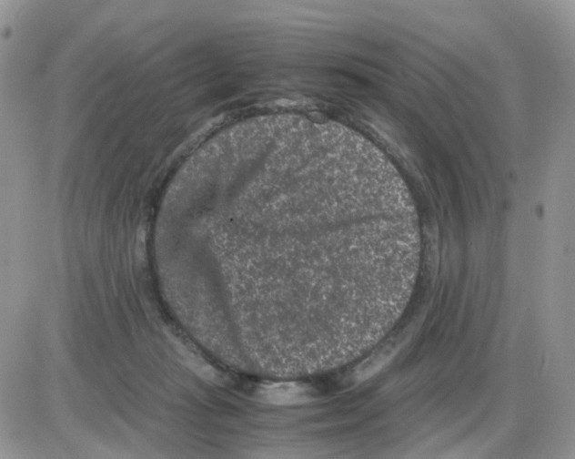 X0000086030269200704201953