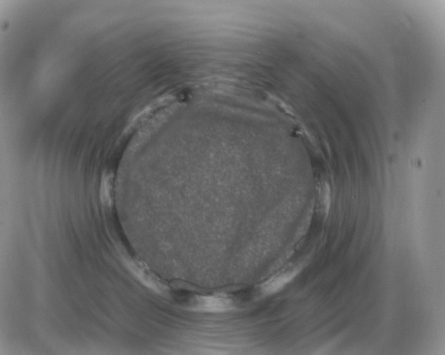 X0000086030286200704201954