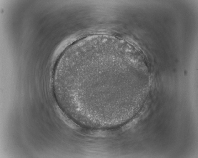 X0000086030293200704201953