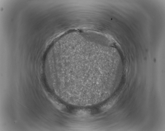 X0000086030303200704201953