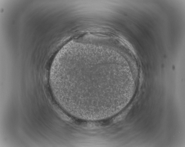 X0000086030305200704201953