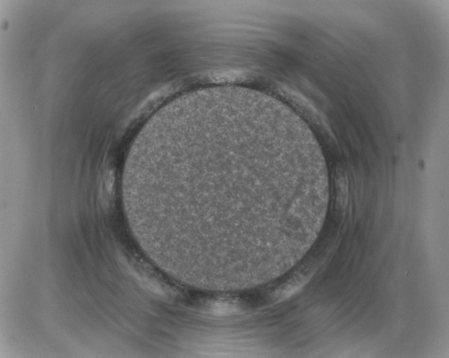 X0000086030308200704201953