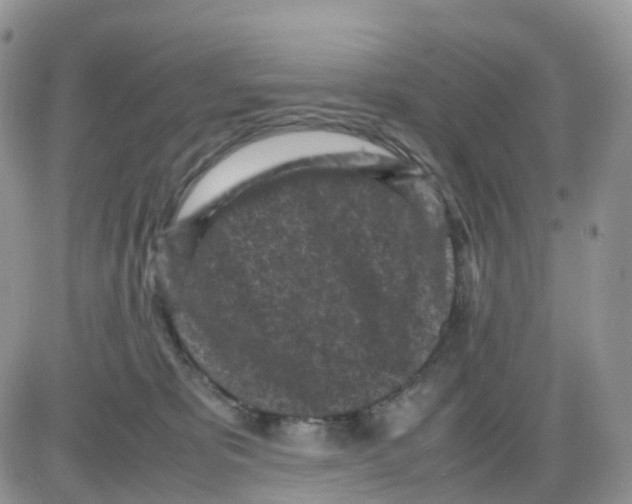 X0000086030325200704201952