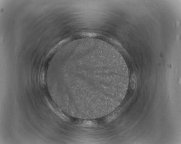 X0000086030330200704201952