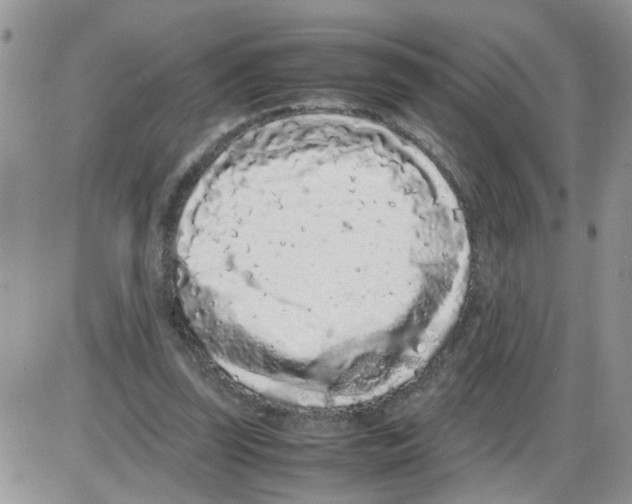 X0000086030347200704201952