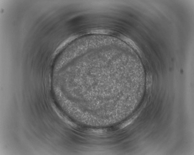 X0000086030349200704201952