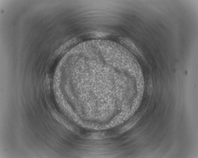 X0000086030366200704201952