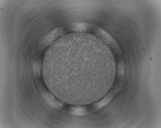 X0000086030370200704201952