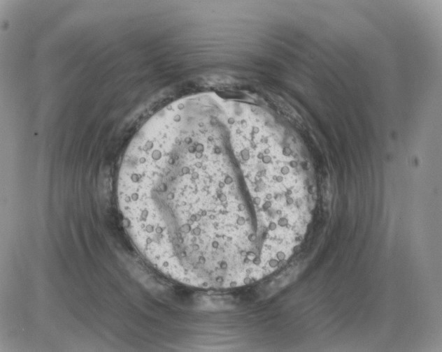 X0000086030372200704201952