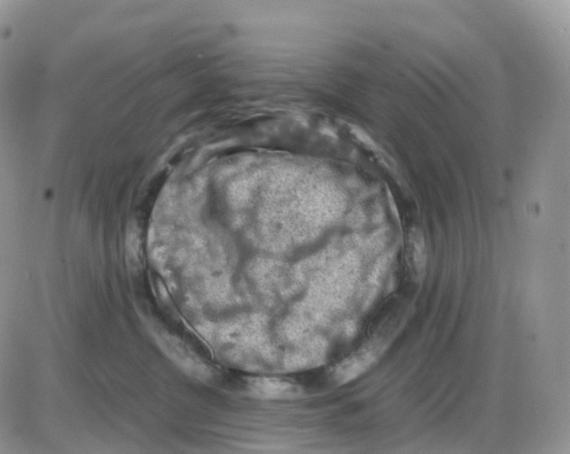 X0000086030380200704201952