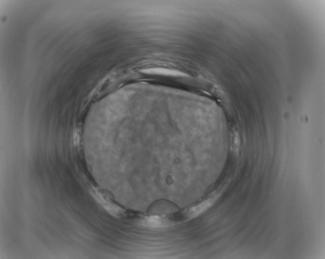 X0000086030382200704201952