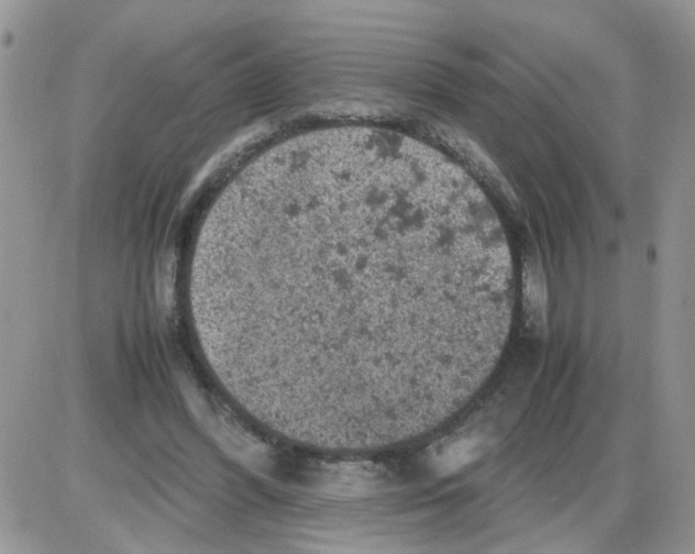 X0000086030396200704201951