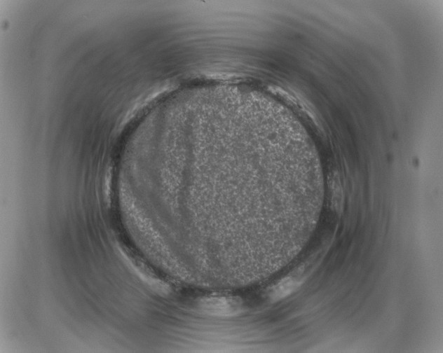 X0000086030404200704201951