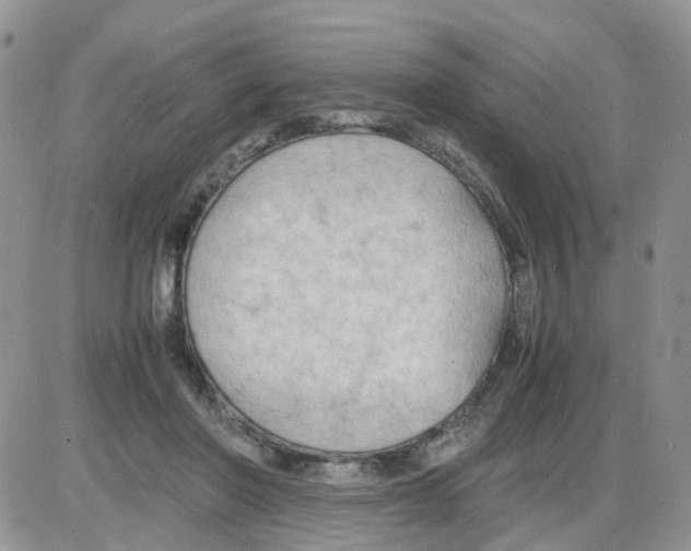 X0000086030406200704201951