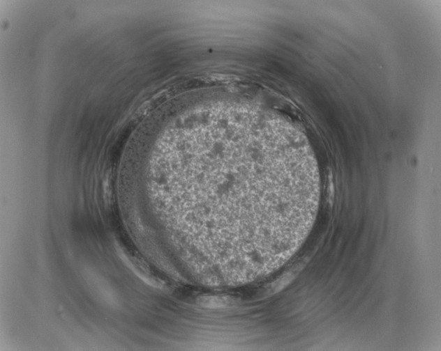 X0000086030408200704201951