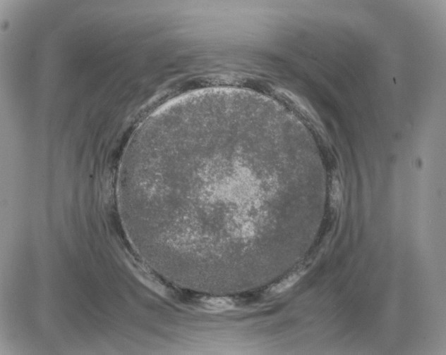 X0000086030409200704201951