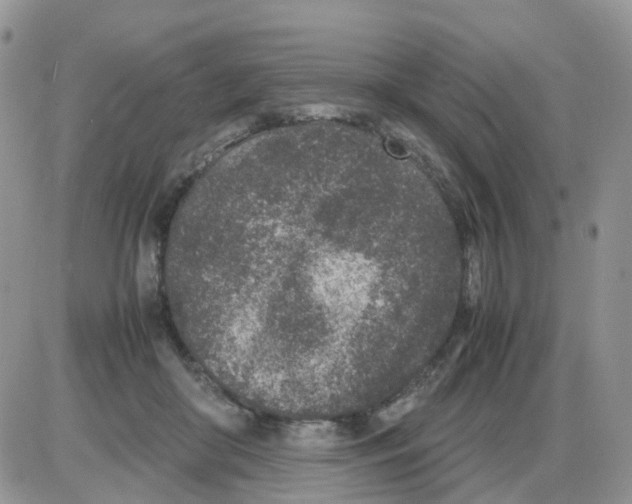 X0000086030410200704201951