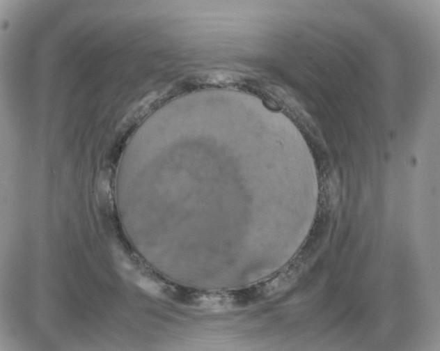 X0000086030415200704201951