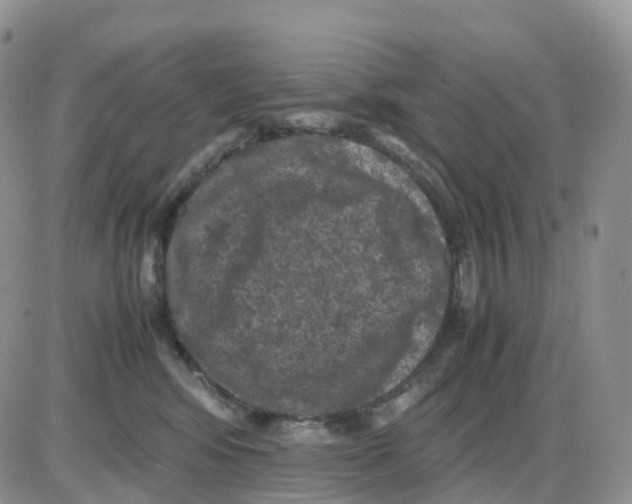 X0000086030424200704201951