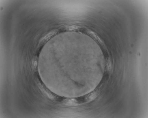 X0000086030427200704201951