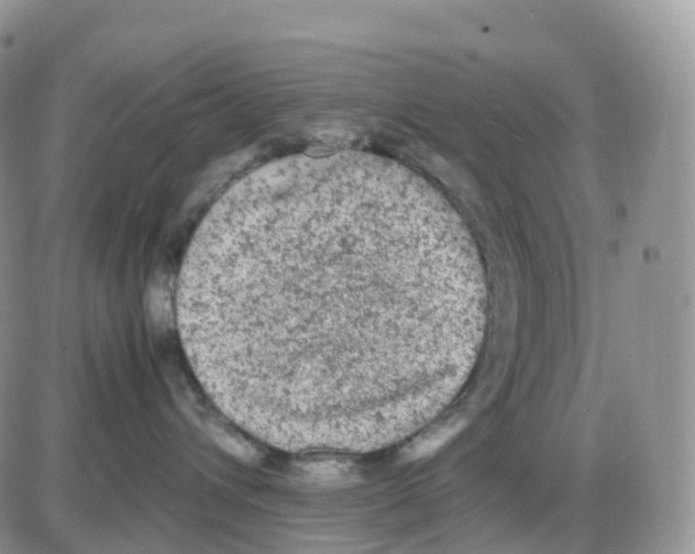 X0000086030432200704201951