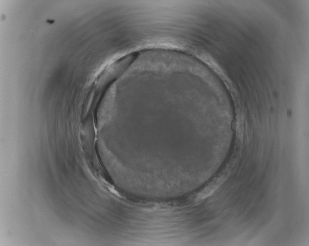 X0000086030434200704201950