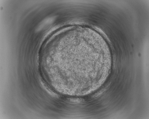 X0000086030439200704201950