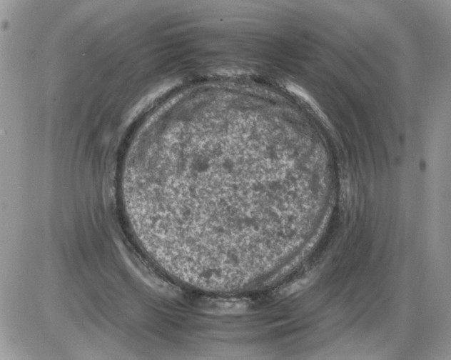 X0000086030443200704201950