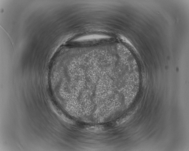 X0000086030447200704201950