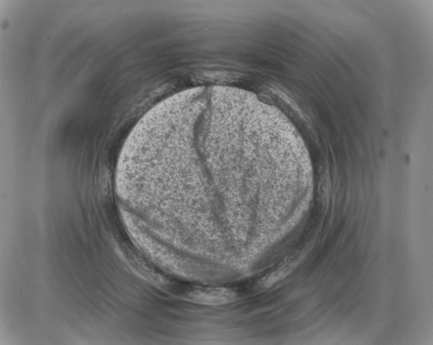 X0000086030459200704201950