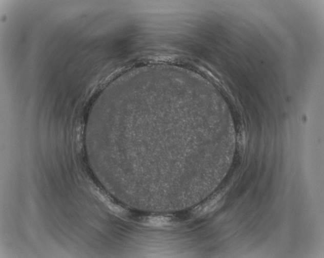 X0000086030462200704201950