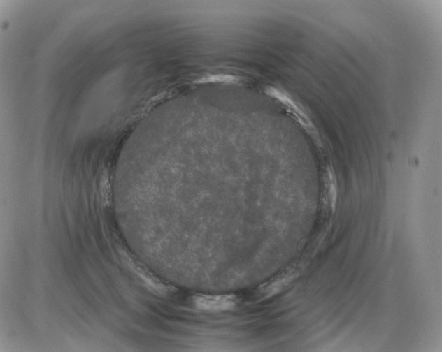 X0000086030465200704201950