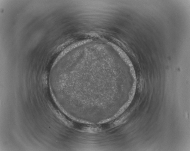 X0000086030466200704201950