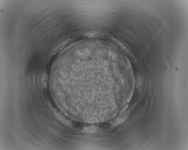 X0000086030470200704201950