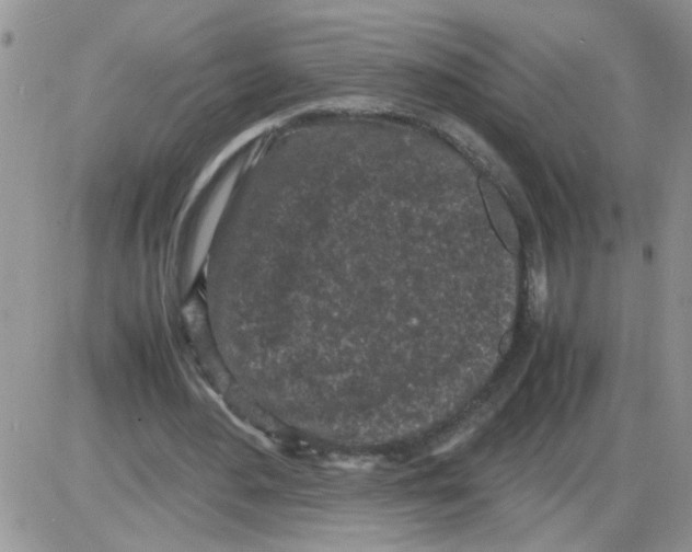 X0000086030484200704201950