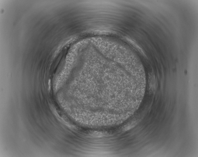 X0000086030494200704201950