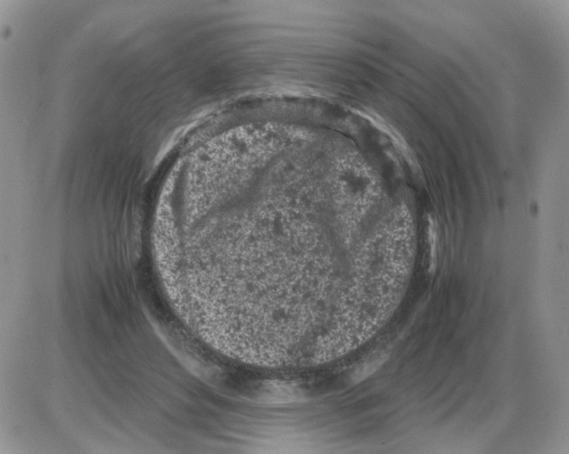 X0000086030496200704201950