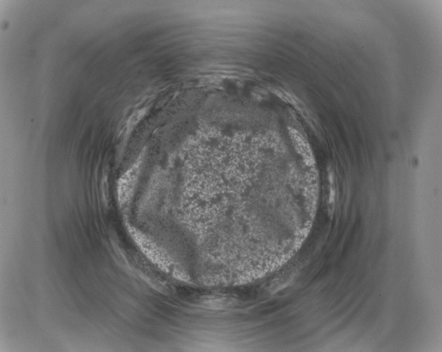 X0000086030504200704201949