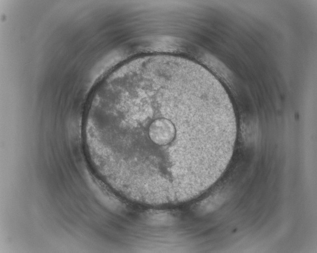 X0000086030534200704201948