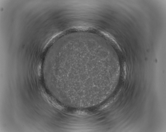 X0000086030596200704201948