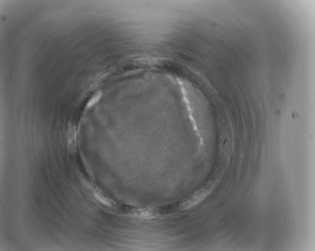 X0000086030624200704201948