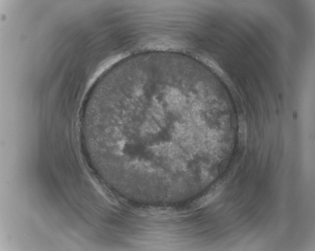 X0000086030626200704201947